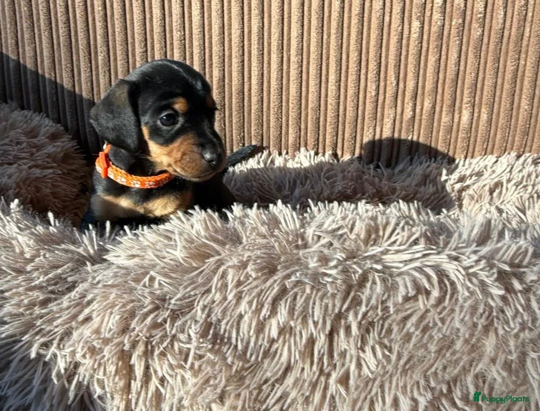 Teckel (korthaar)  honden te koop: Teckel pups - Advertentie 4