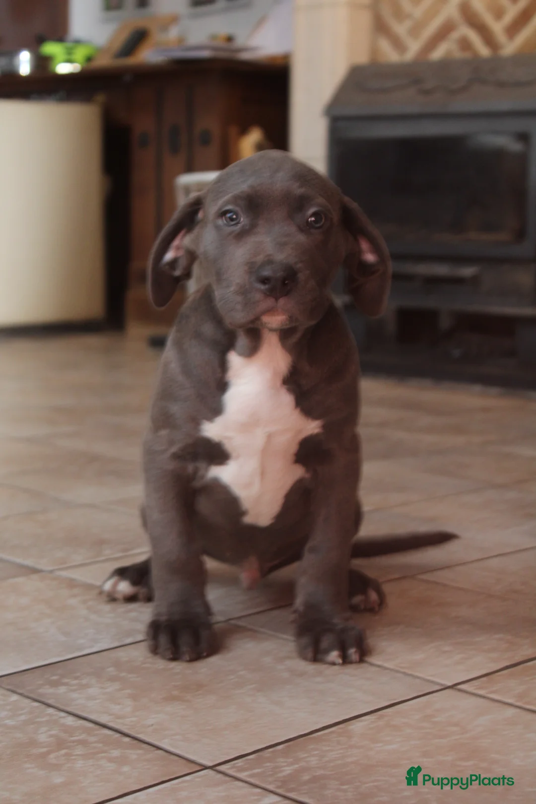 Amerikaanse Bully honden te koop: American Bully Pups ABKC stamboom België  - Advertentie 2