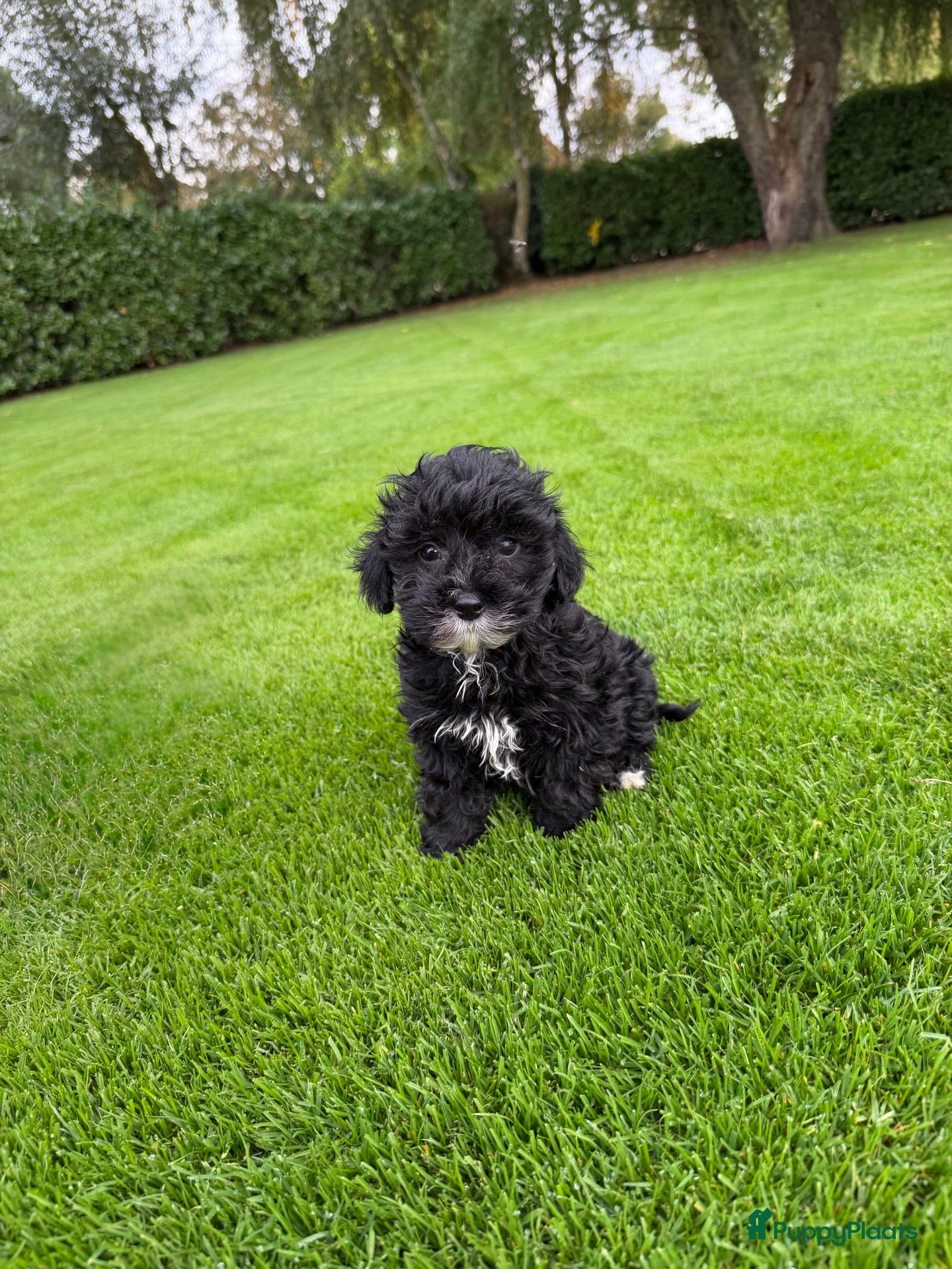 Kruising honden Boomer x Poedel (Boompoo) pups - Advertentie 2