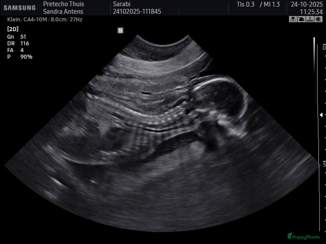 Rottweiler honden te koop: Zeer mooie rottweiler pups   - Advertentie 40