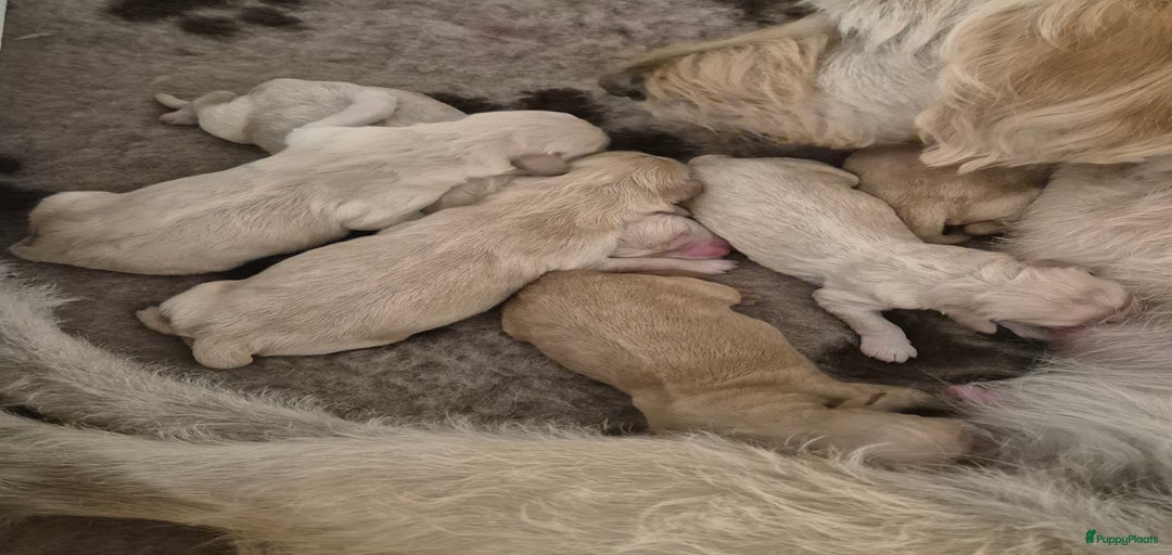 Galerij afbeelding {{count}}