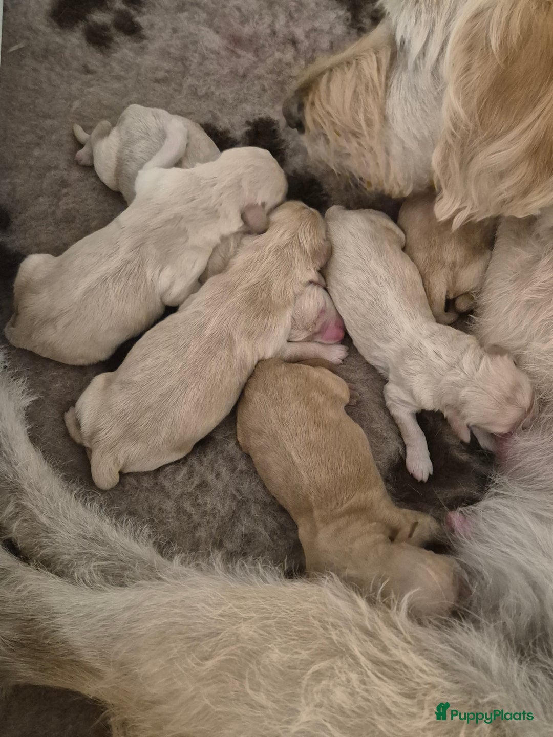 Galerij afbeelding {{count}}