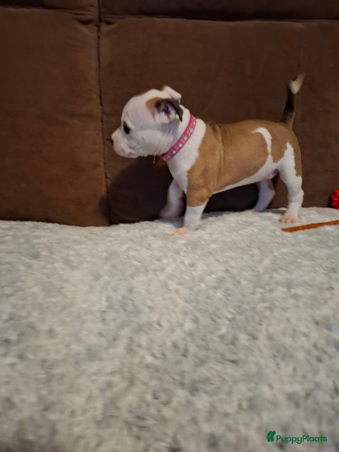 American Staffordshire Terriër honden te koop: American Staffordshire Terriers Pupps  - Advertentie 19