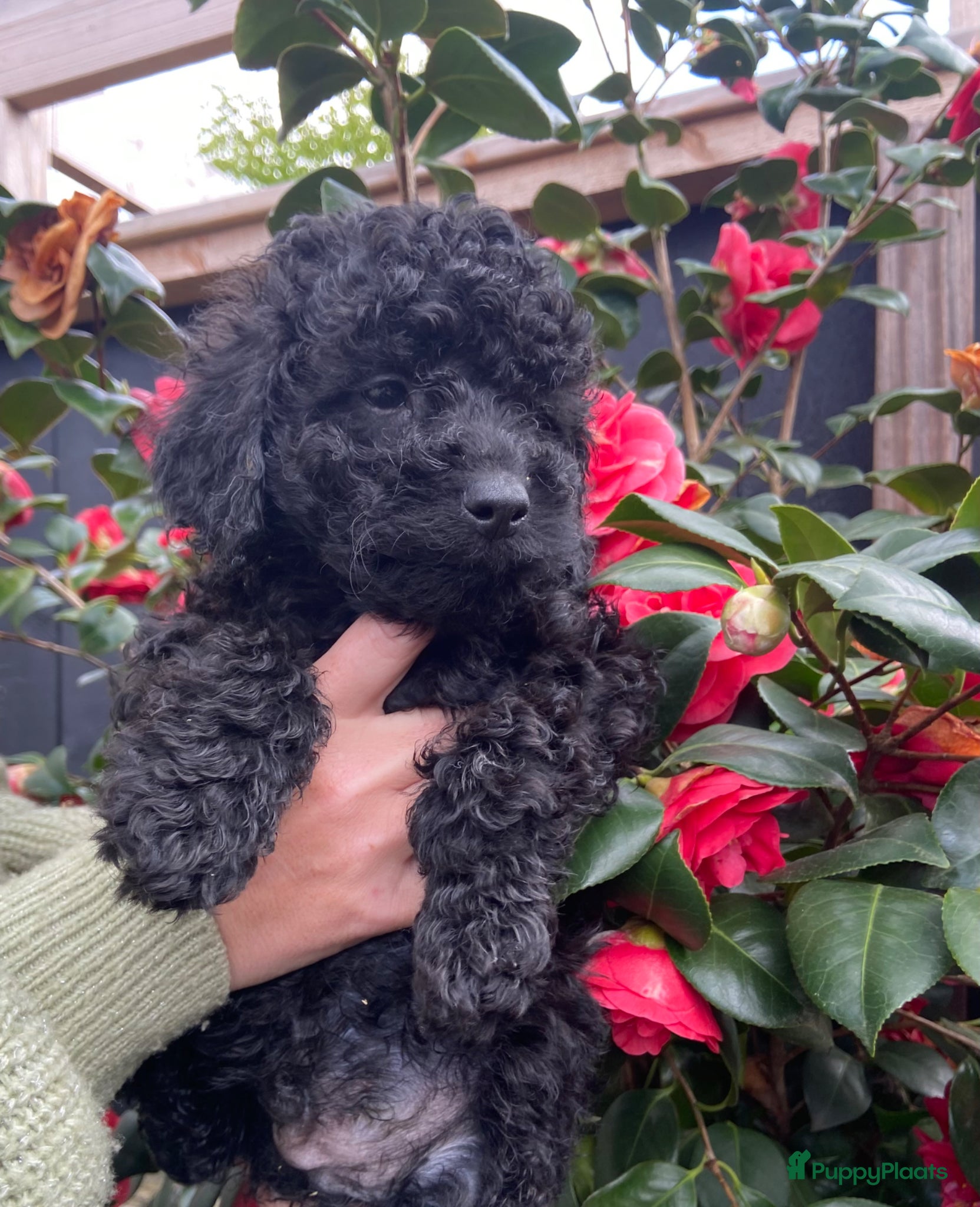 Dwergpoedel honden dwergpoedel pups abrikoos en zwart - Advertentie 2