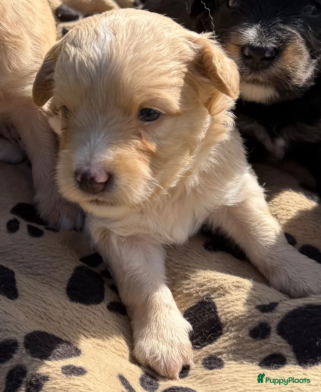 Bernedoodle honden te koop: Mini Bernedoodle pups te koop - Advertentie 16