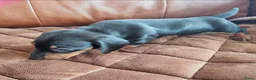 Dwergpinscher honden te koop: Schattige Dwergpinscher - Advertentie 4