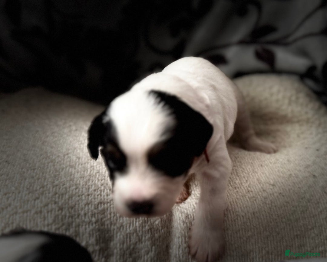 Kruising honden te koop: Kruising Maltipoo/ boomer nog 1 beschikbaar - Advertentie 10