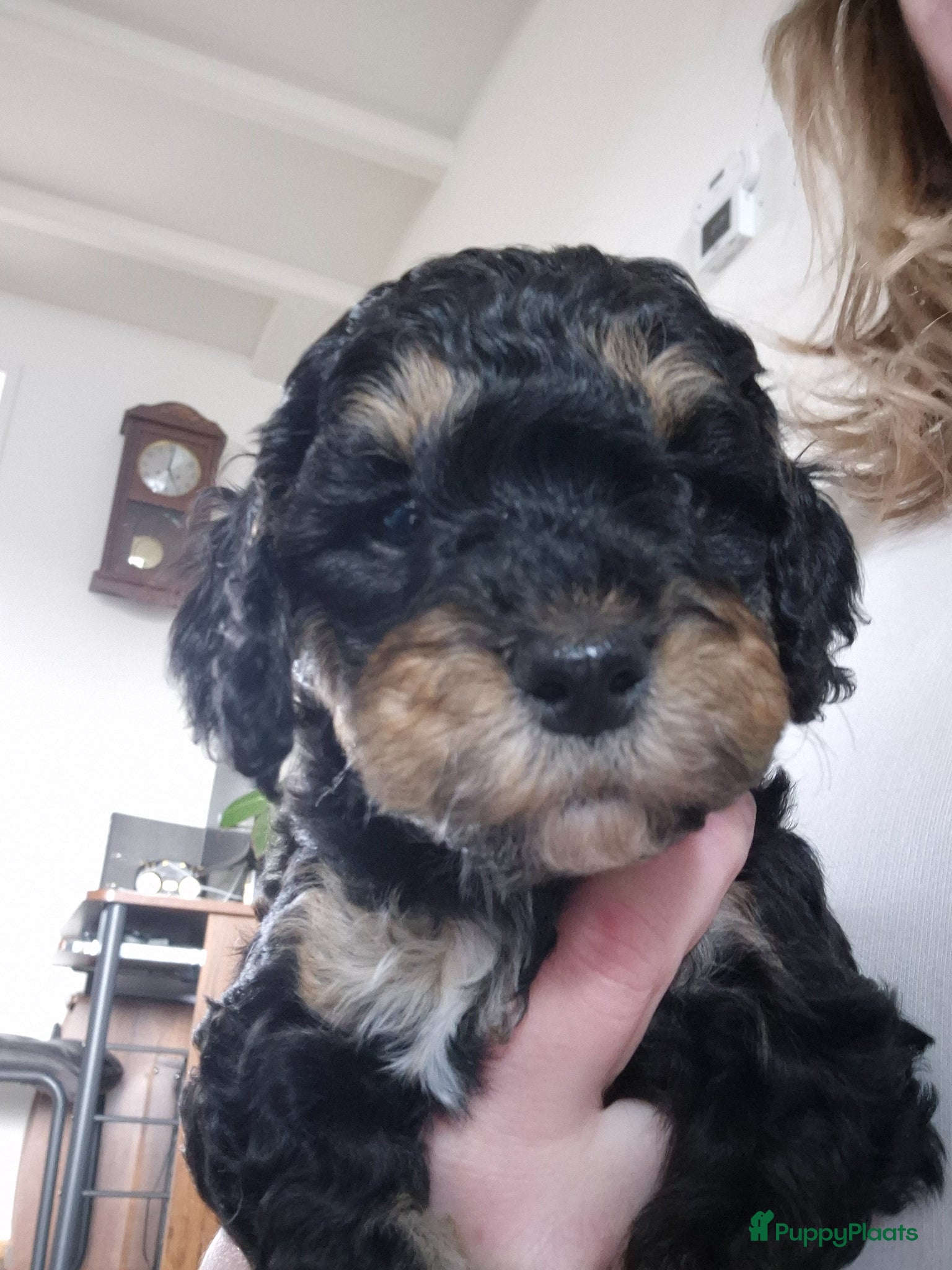 Cockapoo honden Gastgezin gezocht voor cockapoo teefje  - Advertentie 1