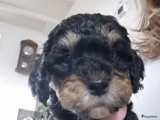 Cockapoo honden Gastgezin gezocht voor cockapoo teefje - Advertentie 1