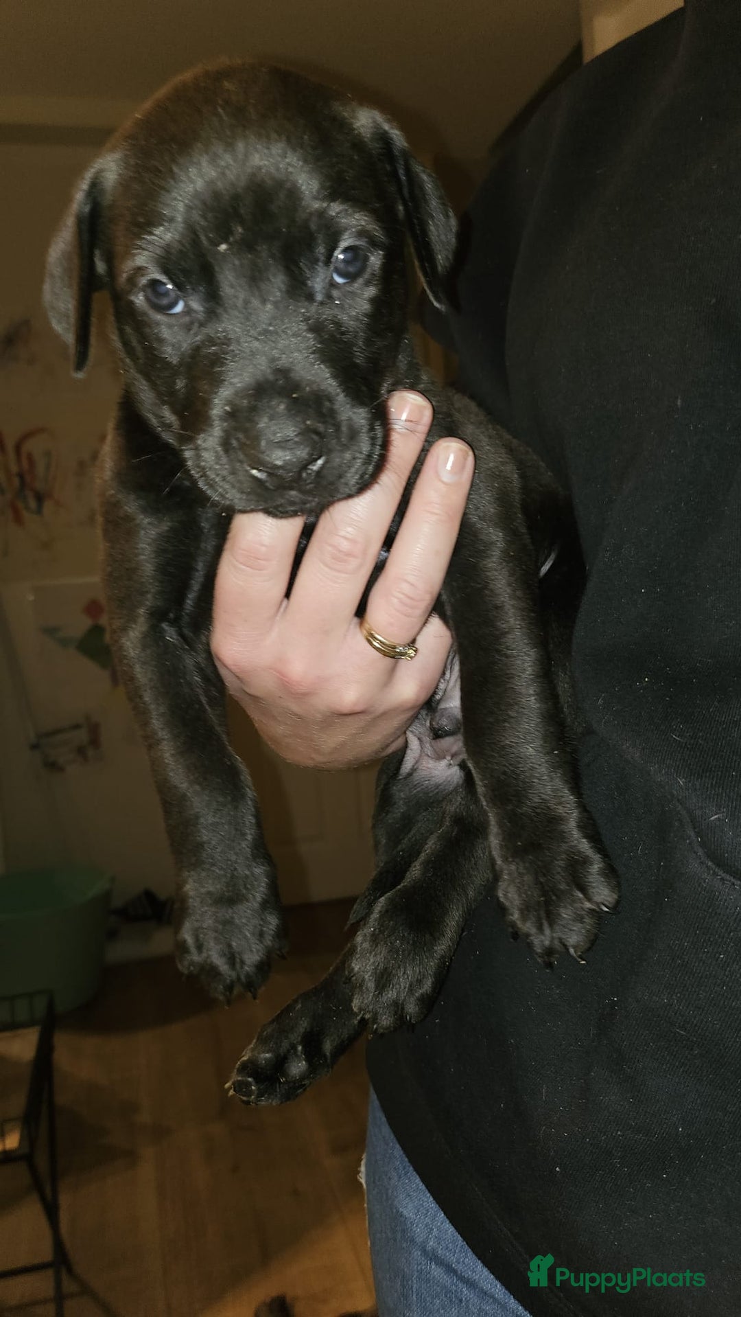 Kruising honden te koop: Prachtige pups te koop – Dobermann x Bully XL 🐾 - Advertentie 10