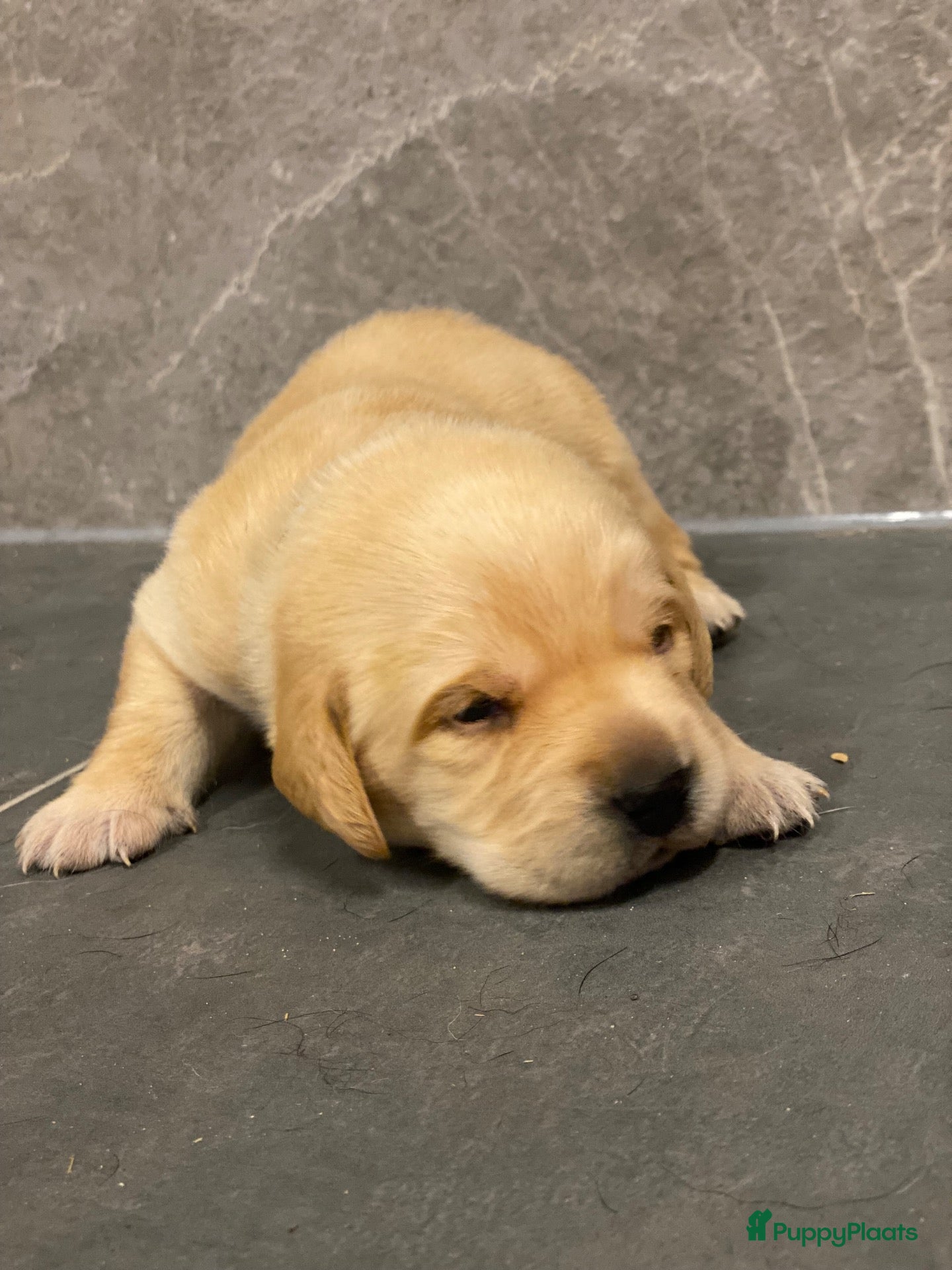 Labrador Retriever honden Red fox, zwarte labrador van extreem lieve moeder - Advertentie 3