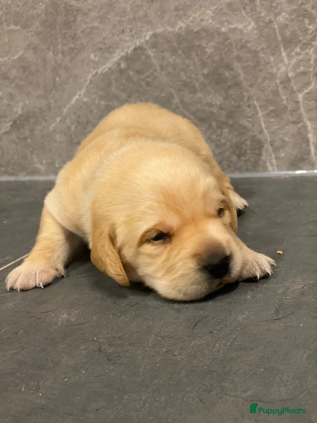 Labrador Retriever honden te koop: Red fox, zwarte labrador van extreem lieve moeder - Advertentie 1