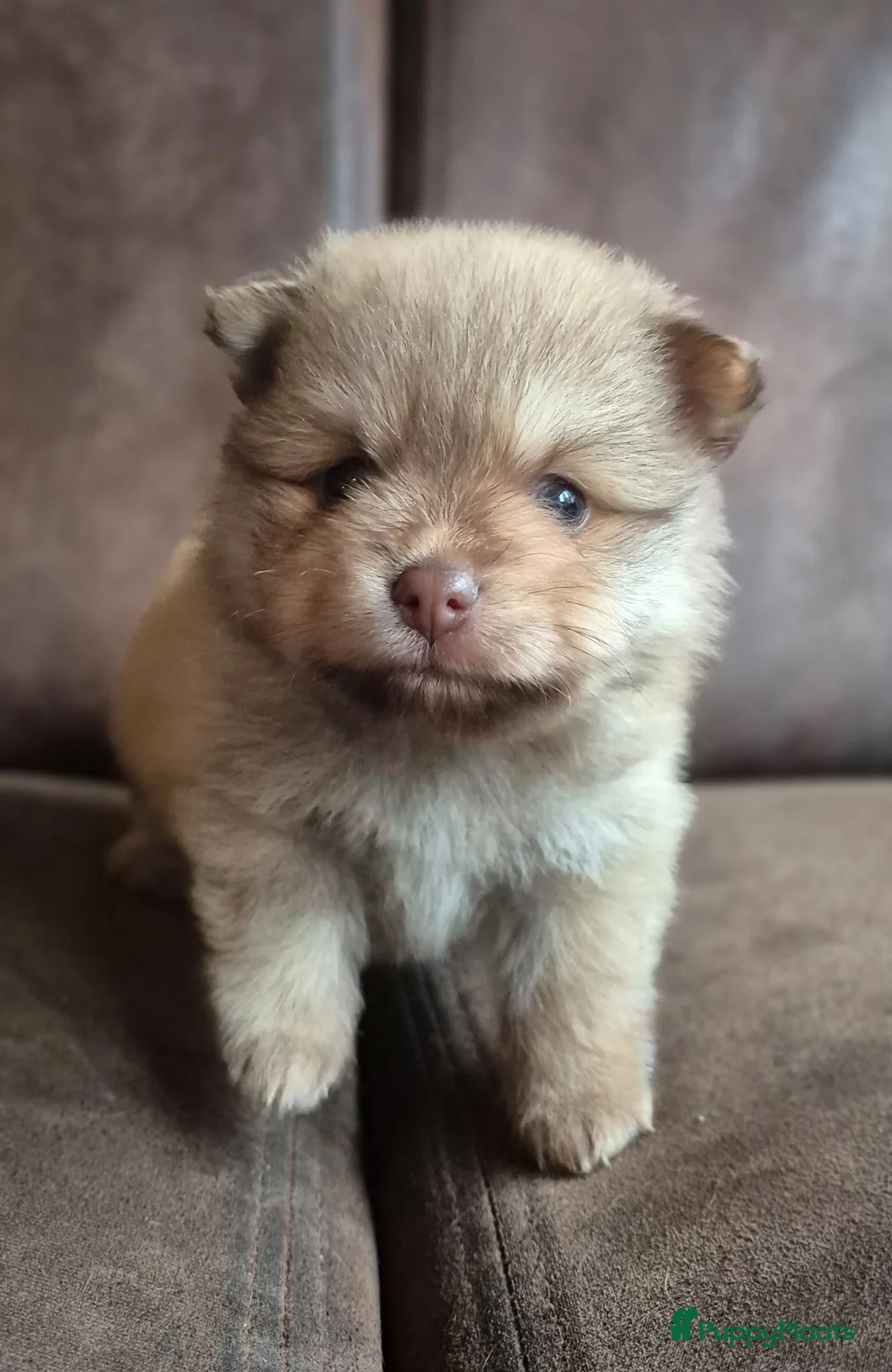 Kruising honden te koop: 3 reutjes - Advertentie 21