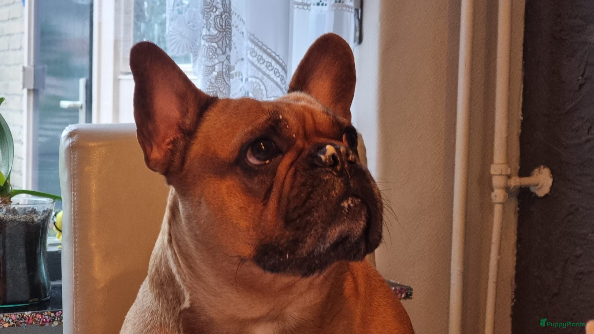 Franse Bulldog honden Fr bulldog puppy's met stamboom geteste ouders  - Advertentie 2