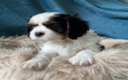 Cavalier King Charles Spaniel honden te koop: Cavalier King Charles Spaniel in Makkinga - Afbeelding 16