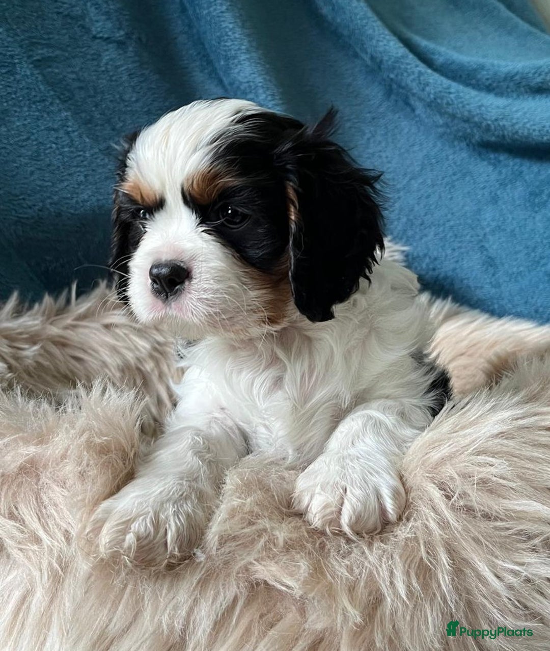 Cavalier King Charles Spaniel honden te koop: Cavalier King Charles Spaniel in Makkinga - Afbeelding 16