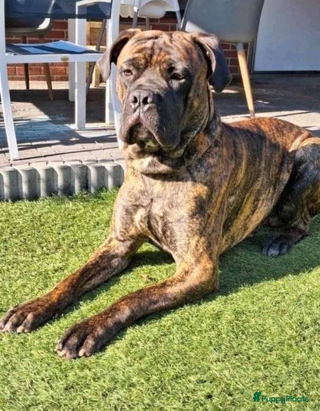 Cane Corso honden Cane Corso X Bullmastiff) beschikbaar  - Advertentie 1