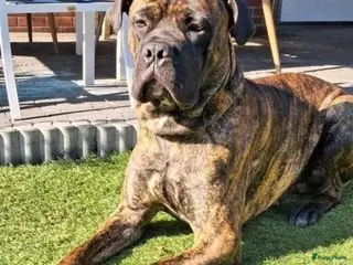 Cane Corso honden ter dekking: Cane Corso X Bullmastiff) beschikbaar - Advertentie 2
