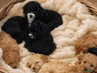 Australian Labradoodle honden Medium Australian labradoodle pups 🩷💙 - Advertentie 1