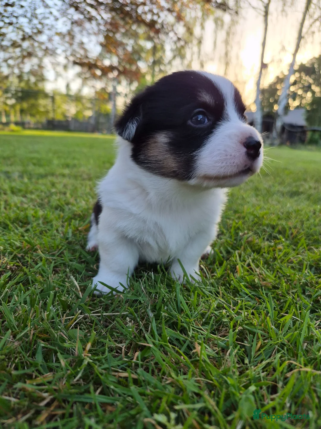 Welsh Corgi Cardigan honden te koop: Welsh corgi pups - mogen vanaf 26 juli direct mee - Advertentie 20