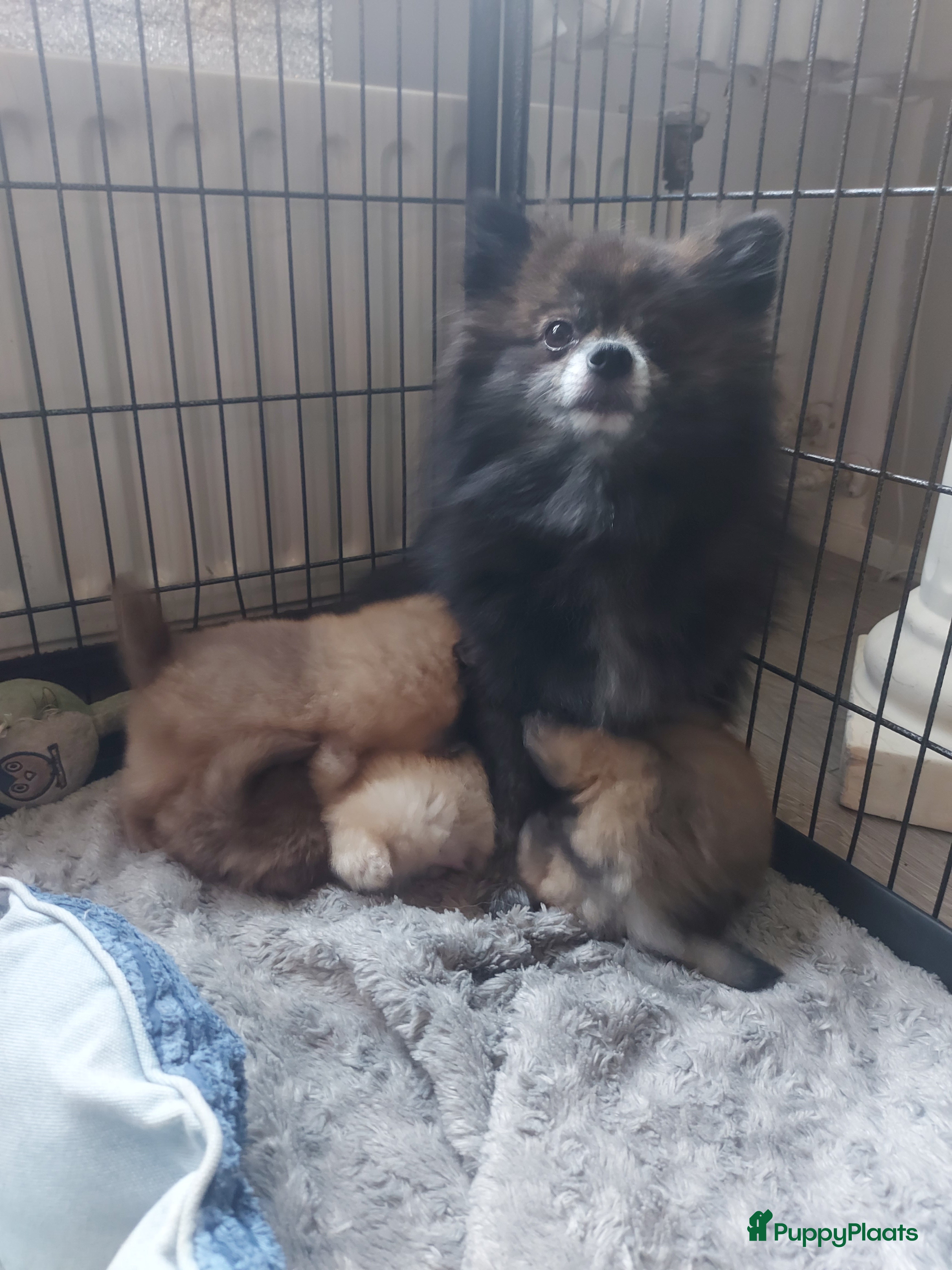 Pomchi honden Prachtige luxe pommeriaan pups - Advertentie 1