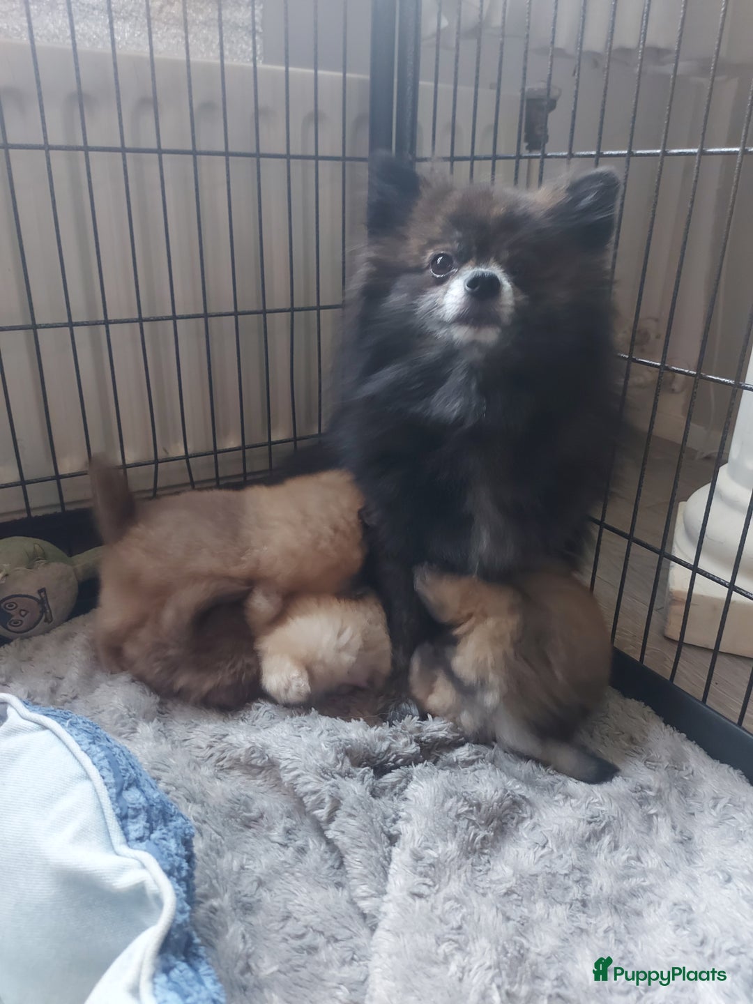 Pomchi honden te koop: Prachtige luxe pommeriaan pups - Advertentie 1