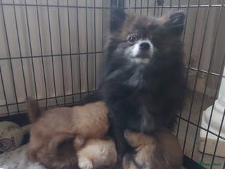 Pomchi honden Prachtige luxe pommeriaan pups - Advertentie 5