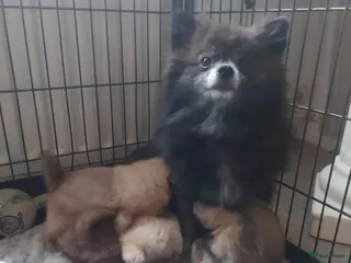 Pomchi honden Prachtige luxe pommeriaan pups - Advertentie 6