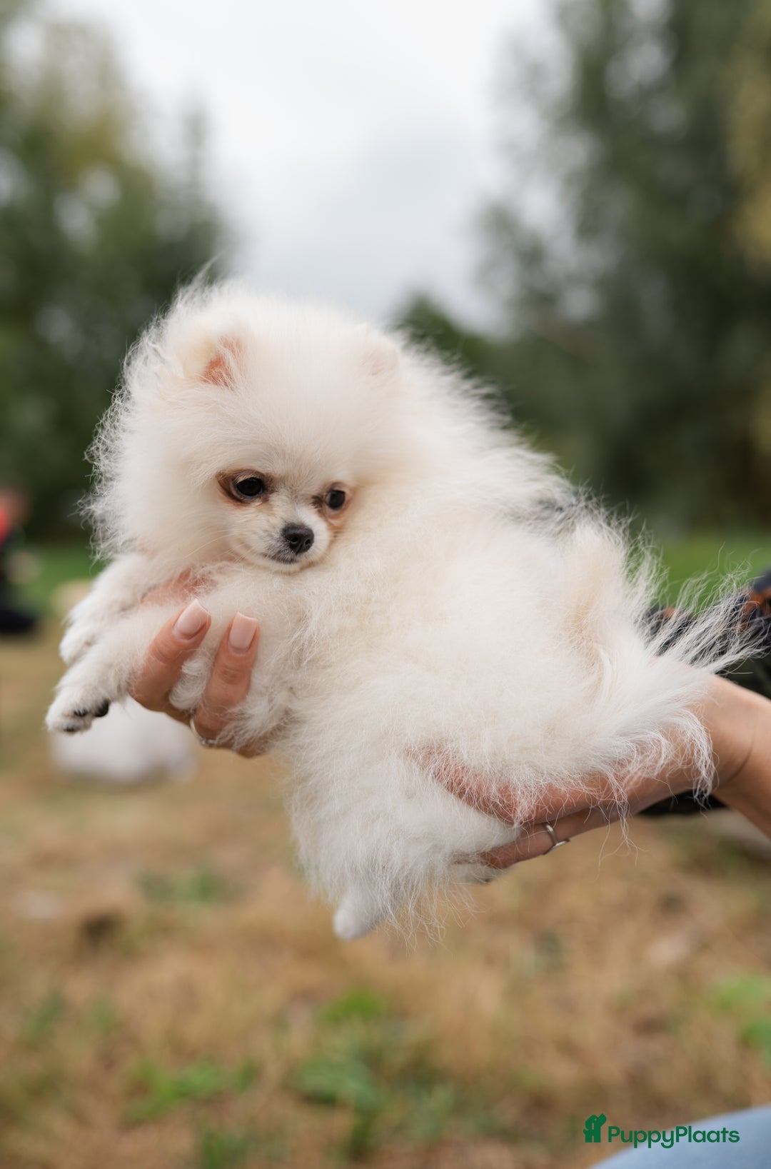 Pomeriaan honden te koop: Pomeranian Mila❤️ - Advertentie 9