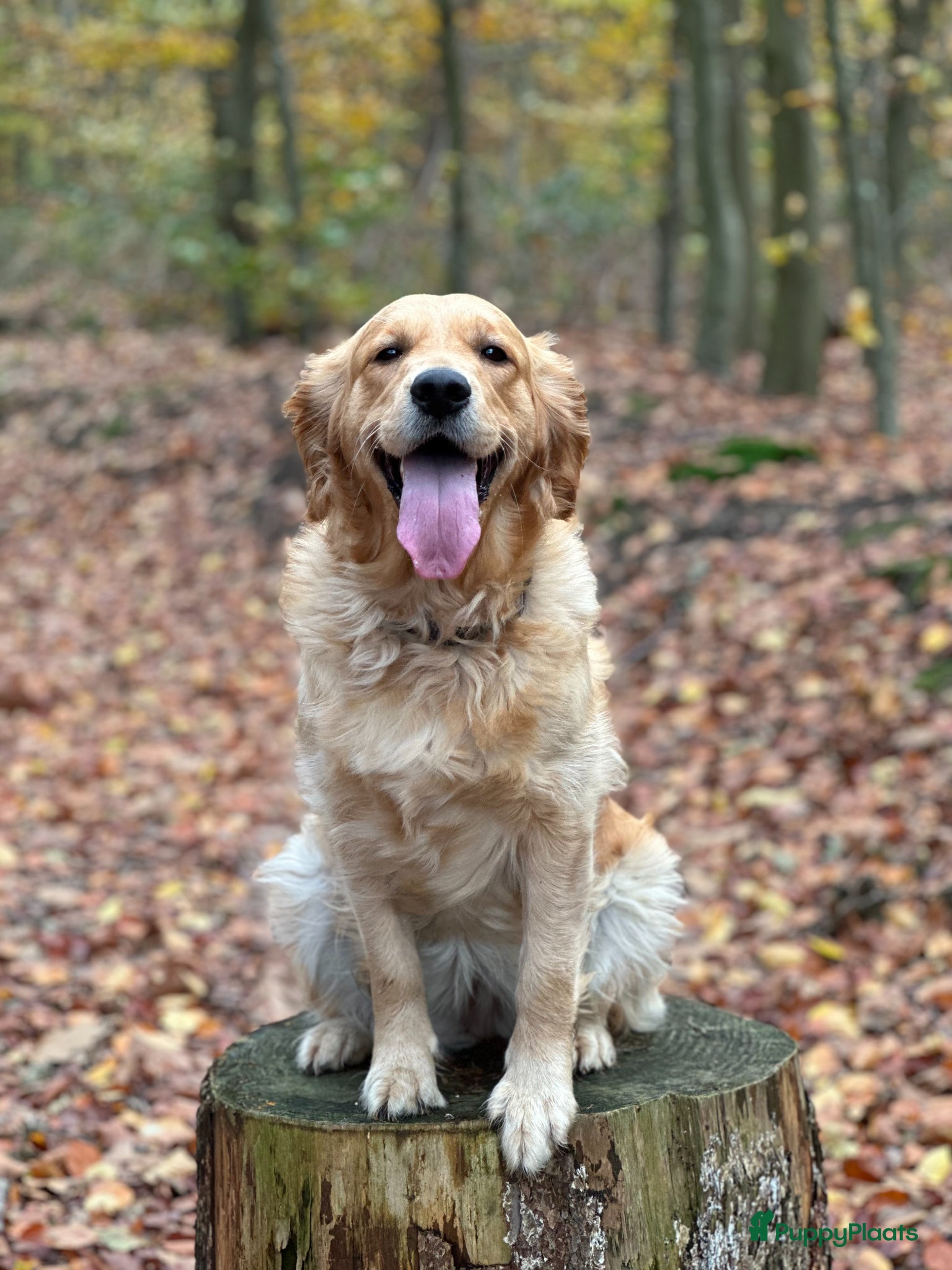 Golden Retriever honden Te koop: Golden Retriever pups - Advertentie 1