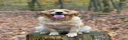 Golden Retriever honden te koop: Te koop: Golden Retriever pups - Advertentie 3