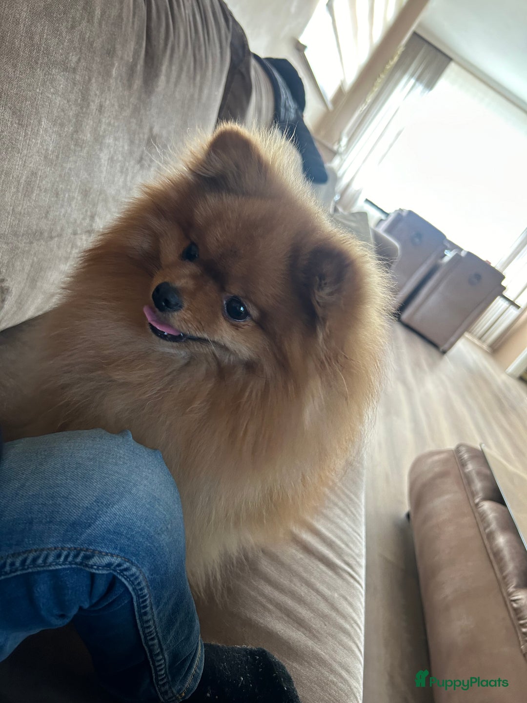 Keeshond honden te koop: Pomeriaantje - Afbeelding 4