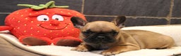 Franse Bulldog honden te koop: Franse Bulldog pups - Advertentie 21