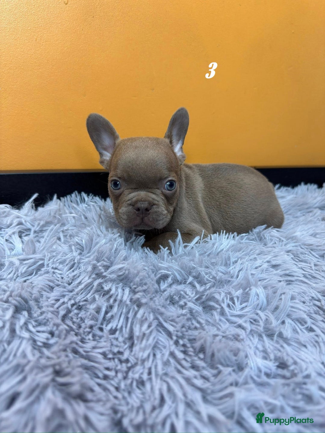 Franse Bulldog honden te koop: Franse bulldog pups - Advertentie 9