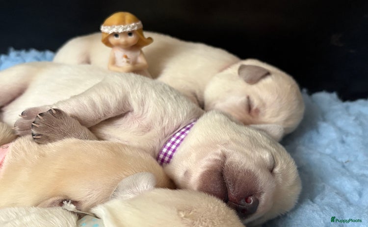 Labrador Retriever honden - Advertentie 2