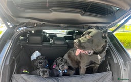 Cane Corso honden te koop: Cane corso 7 puppy’s - Afbeelding 1