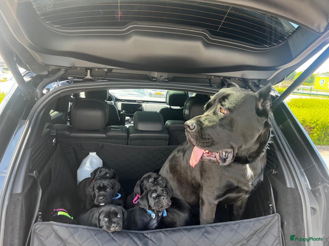 Cane Corso honden te koop: Cane corso 7 puppy’s - Afbeelding 1