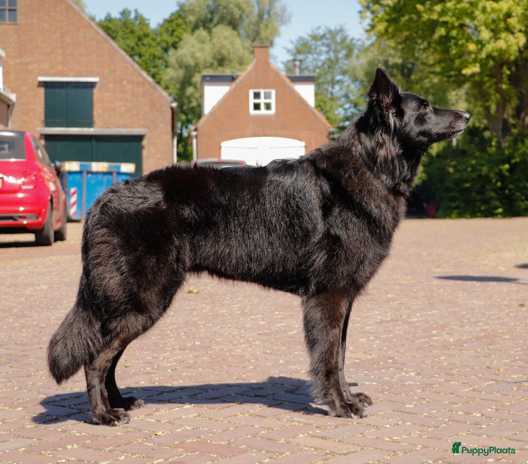 Kruising honden te koop: Nestaankondiging outcross zwitserse witte herder  - Afbeelding 2