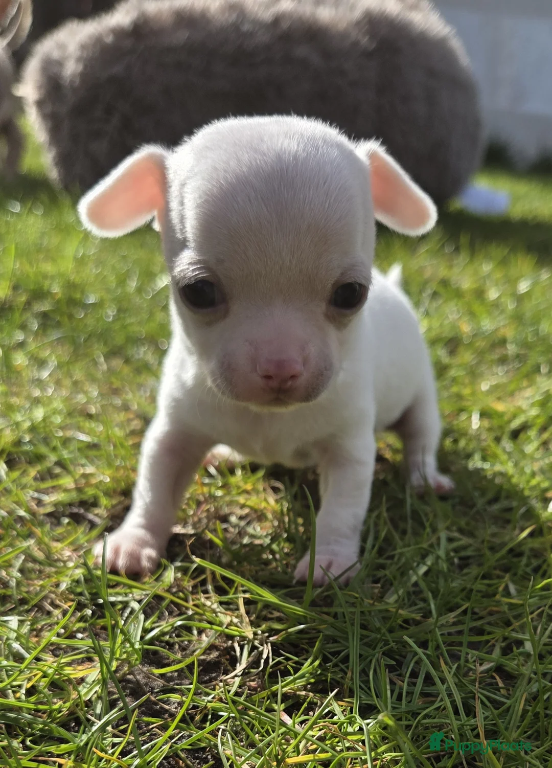 Chihuahua honden te koop: 🏡3 prachtige Chihuahua pups  - Advertentie 2