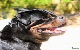 Rottweiler honden te koop: Prachtige super knappe puppy’s  in Haps - Afbeelding 4