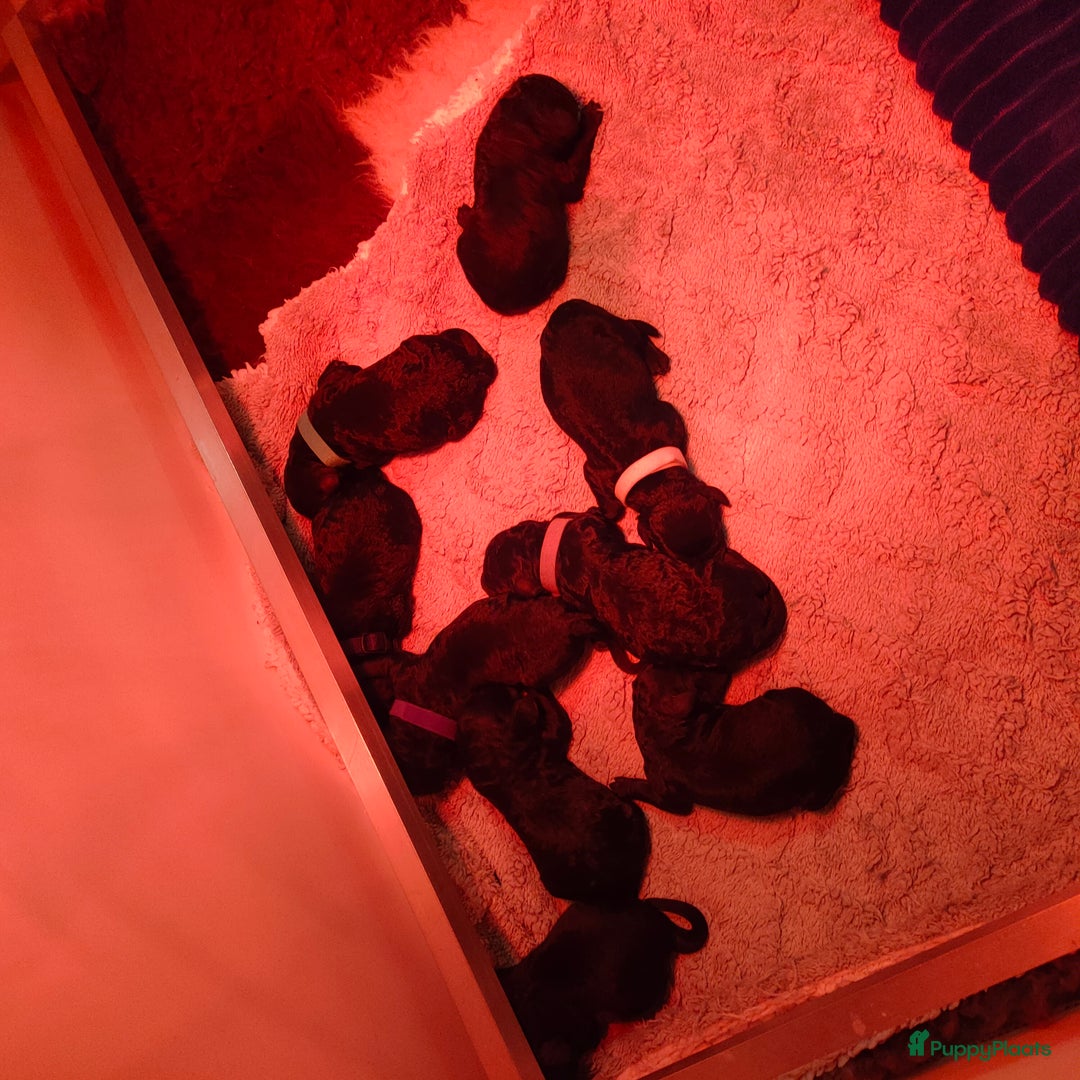 Labradoodle honden te koop: Labradoodle pups - Advertentie 2