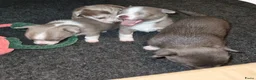 Pomchi honden te koop: Super lieve Pomchi pups  - Advertentie 8