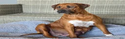 Rhodesian Ridgeback honden te koop: Rhodesian ridgeback pups - Advertentie 9