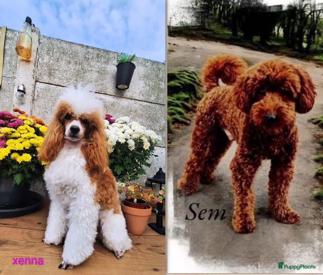 Dwergpoedel honden te koop: Xenna drachtig van 5 puppy's  - Advertentie 10