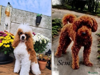 Dwergpoedel honden Xenna drachtig van 5 puppy's - Advertentie 2