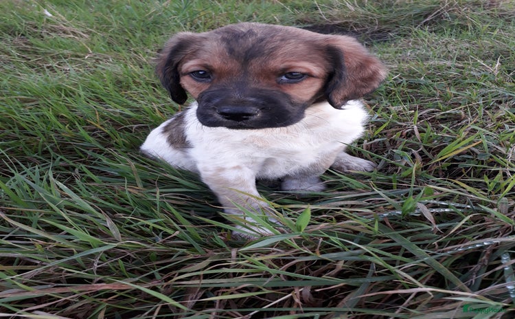 Kruising honden - Advertentie 1