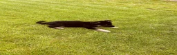 Duitse Herder honden te koop: Prachtige Duitse herder pups - Advertentie 30