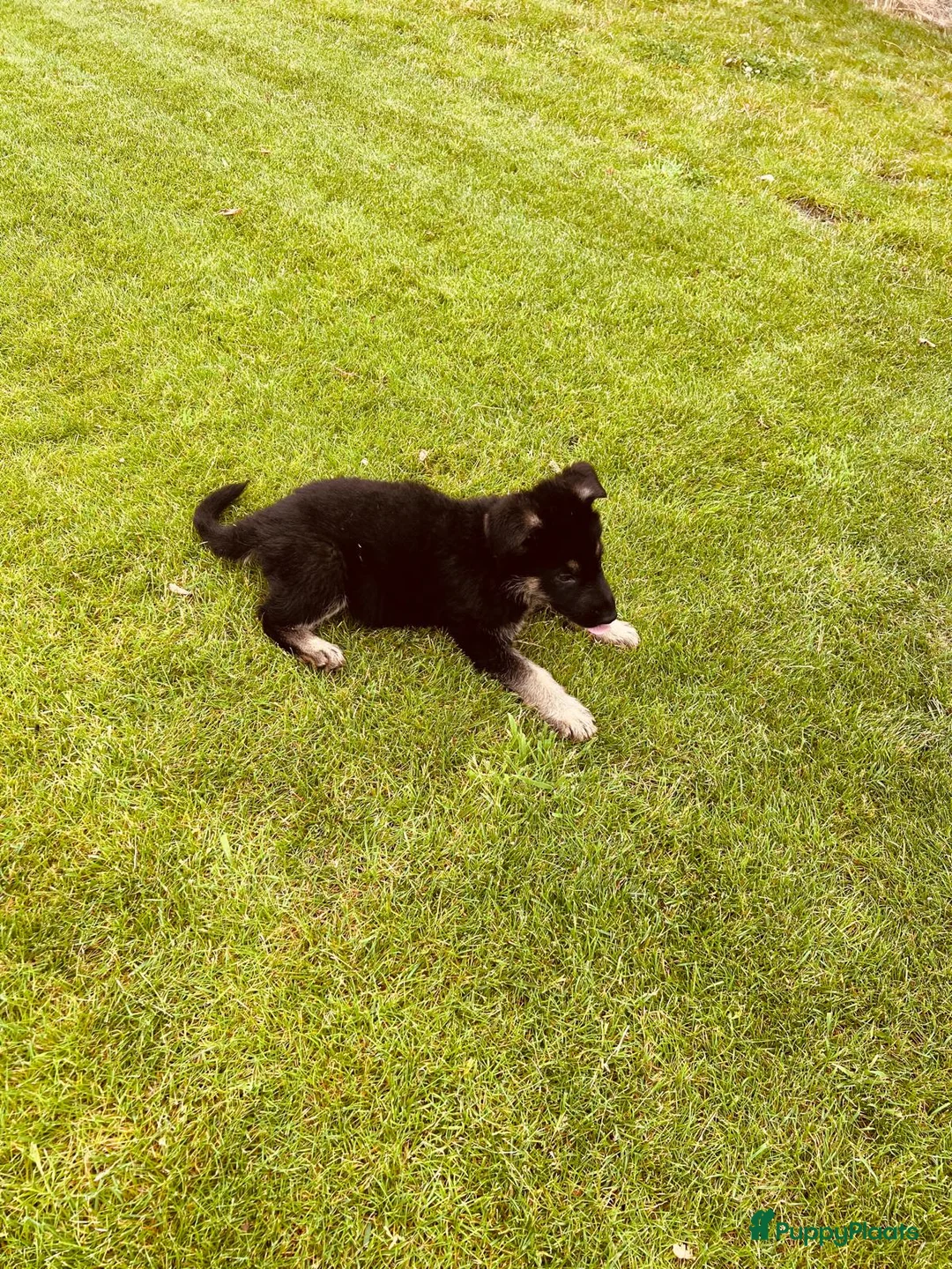 Duitse Herder honden te koop: Prachtige Duitse herder pups - Advertentie 30