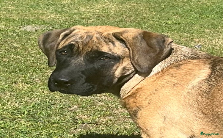 Kruising honden - Advertentie 5