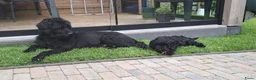Kruising honden te koop: Nog twee zwarte labradoodle pups - Advertentie 4